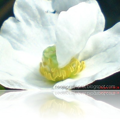 Terbaru 30+ Bunga Melati Air Unik Berkelopak 4 - Koleksi Bunga HD